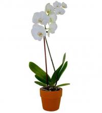 Double Stem White Orchid Plant