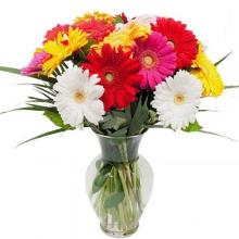 12 Mixed Gerberas Vase