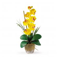 Single Yellow Orchid Plant