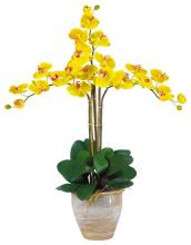 Yellow Twin Orchid Plant
